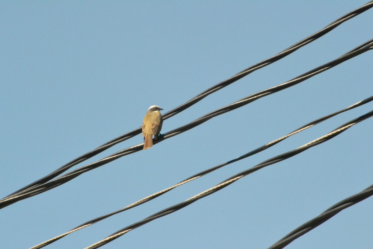 Great Kiskadee - ML551626881