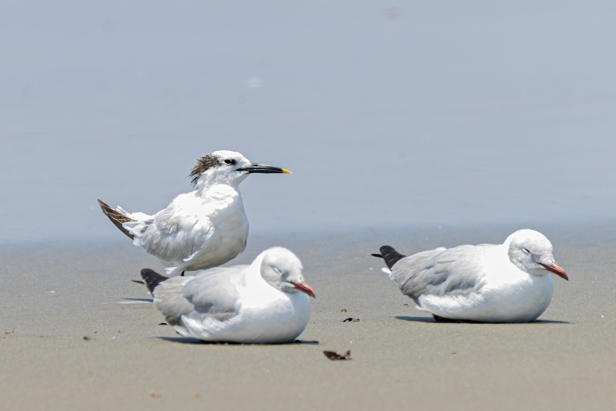 Sandwich Tern - ML551627301