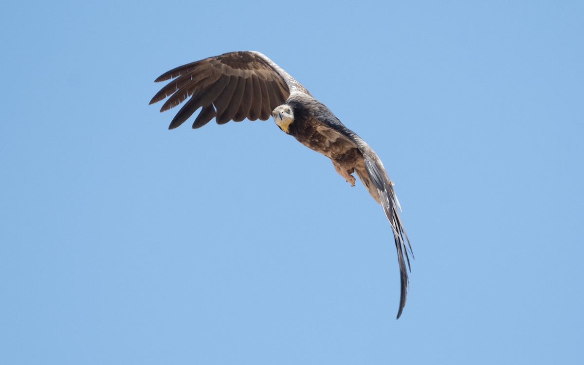 Egyptian Vulture - ML551627411