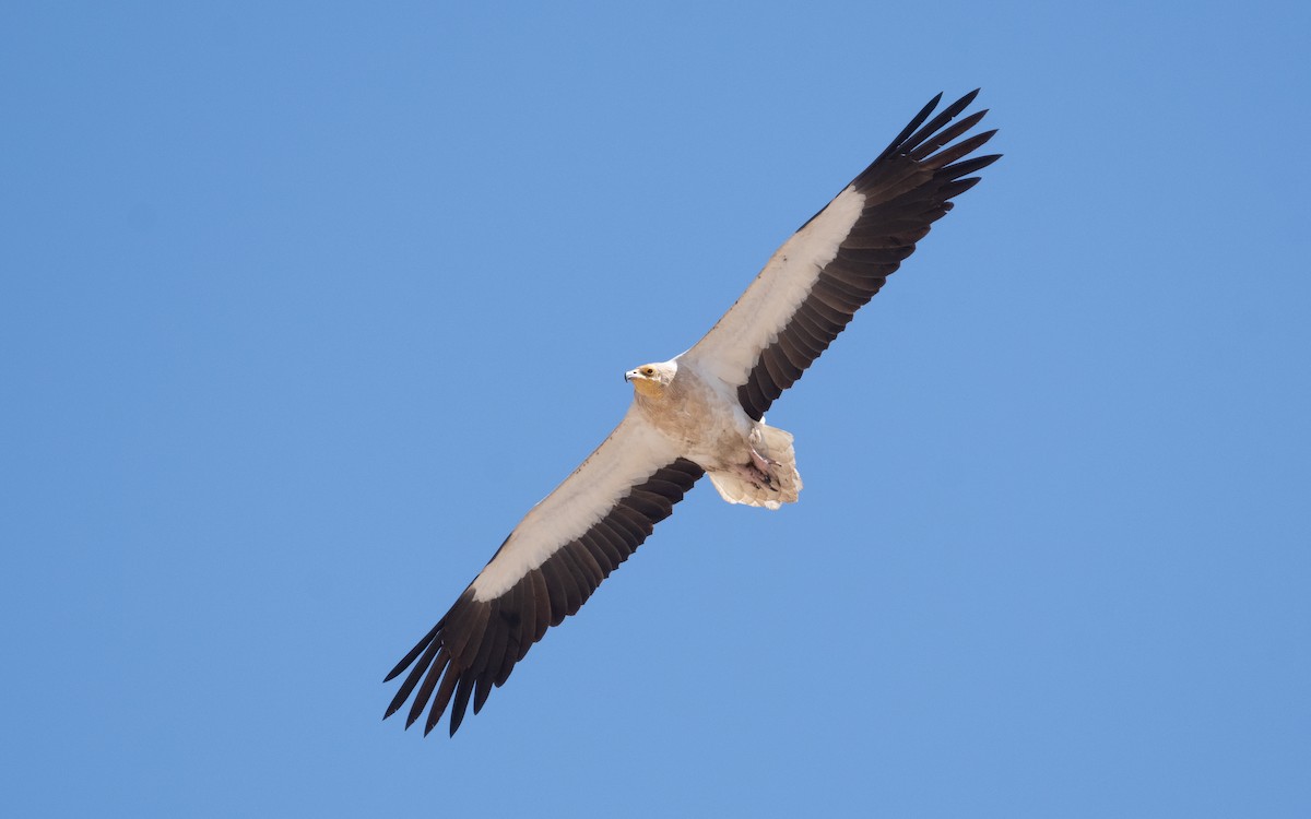 Egyptian Vulture - ML551627421