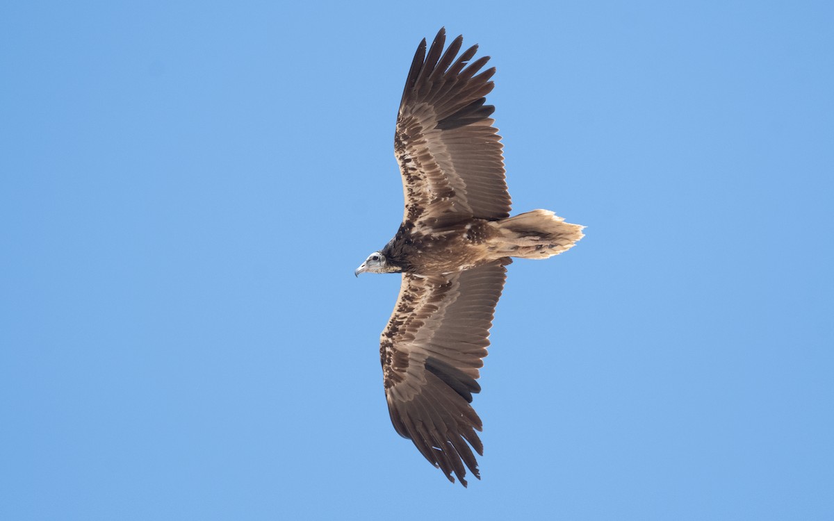 Egyptian Vulture - ML551627431