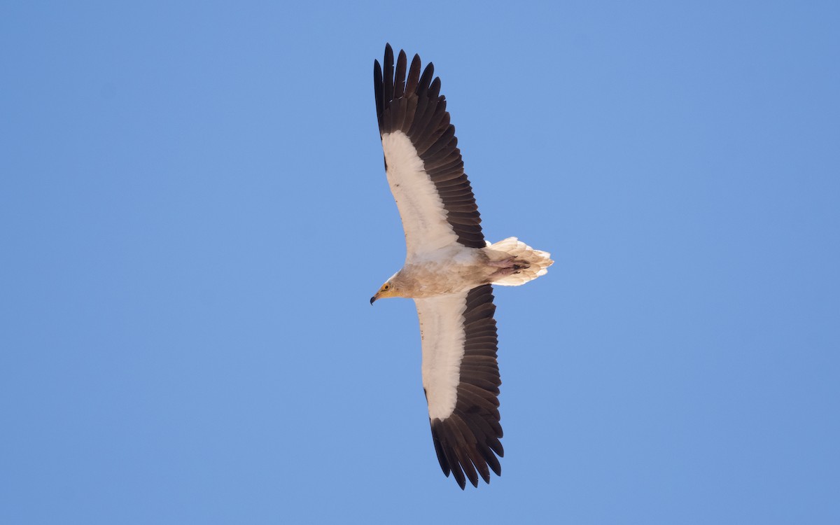 Egyptian Vulture - ML551627441