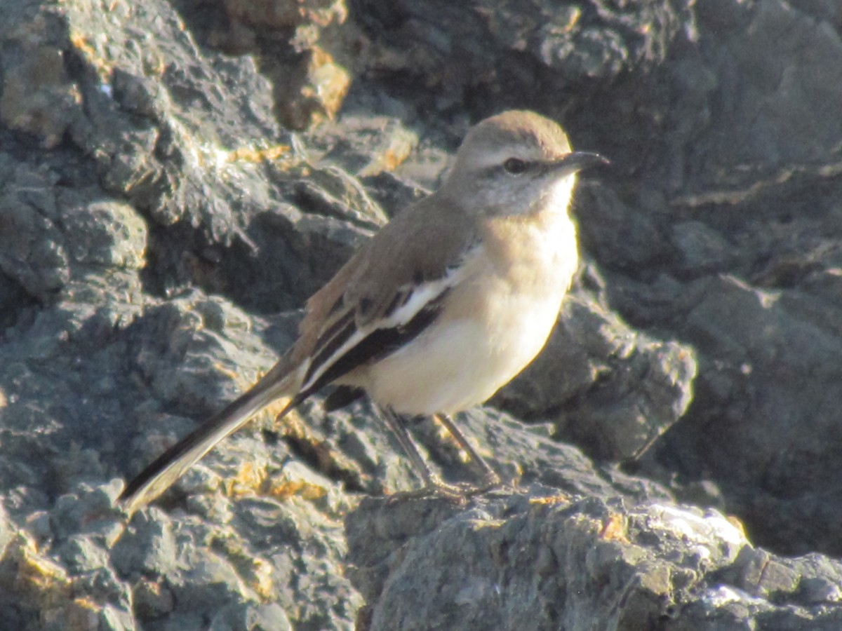 White-banded Mockingbird - César Piñones Cañete