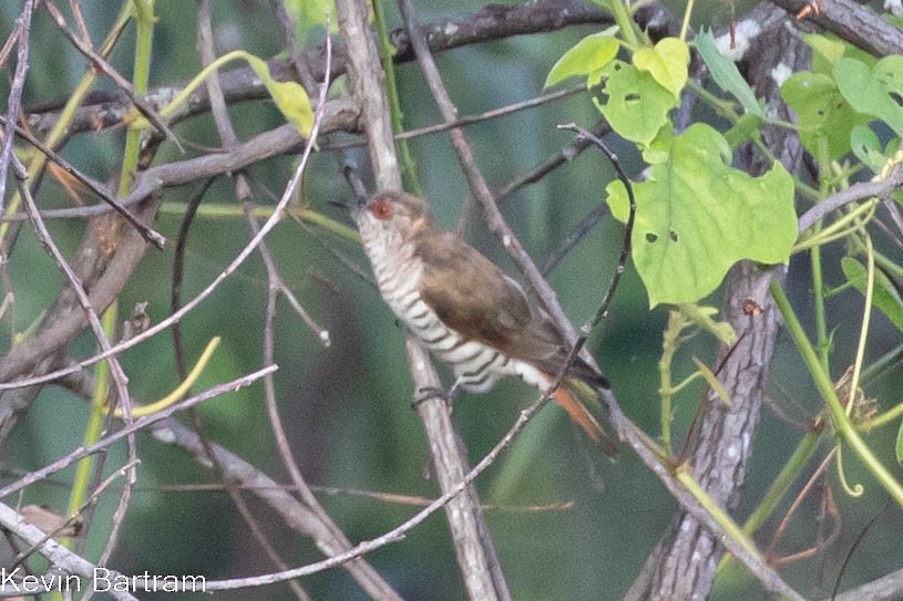 Little Bronze-Cuckoo (Gould's) - ML551628841