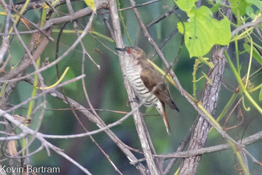 Little Bronze-Cuckoo (Gould's) - ML551628851