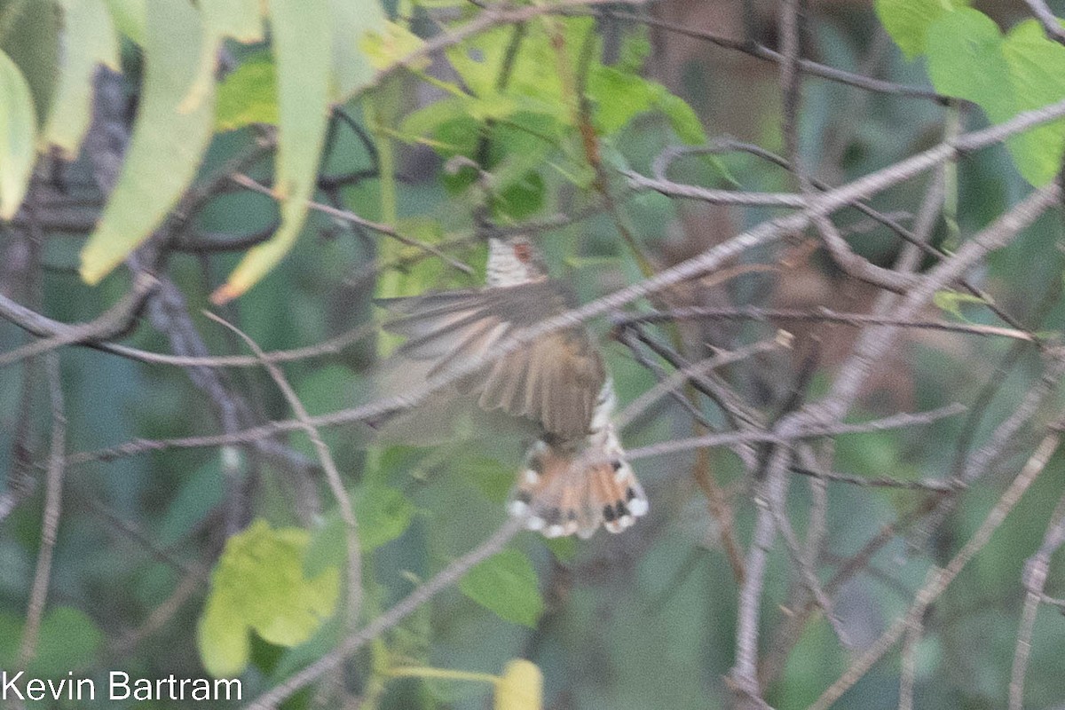 Little Bronze-Cuckoo (Gould's) - ML551628871