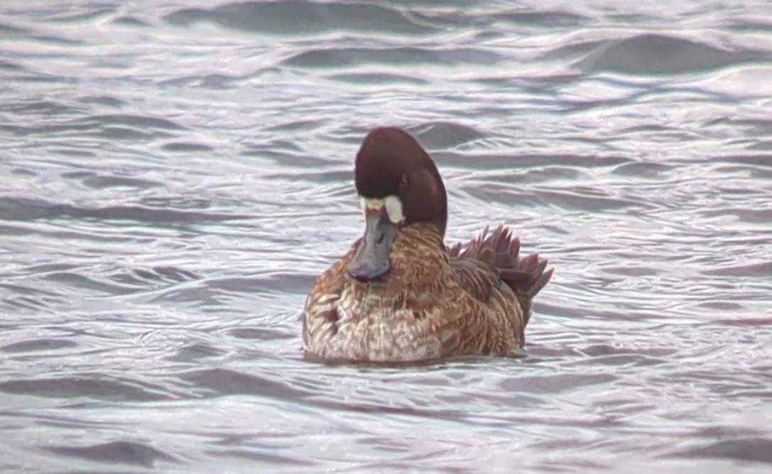 Greater Scaup - ML551629241