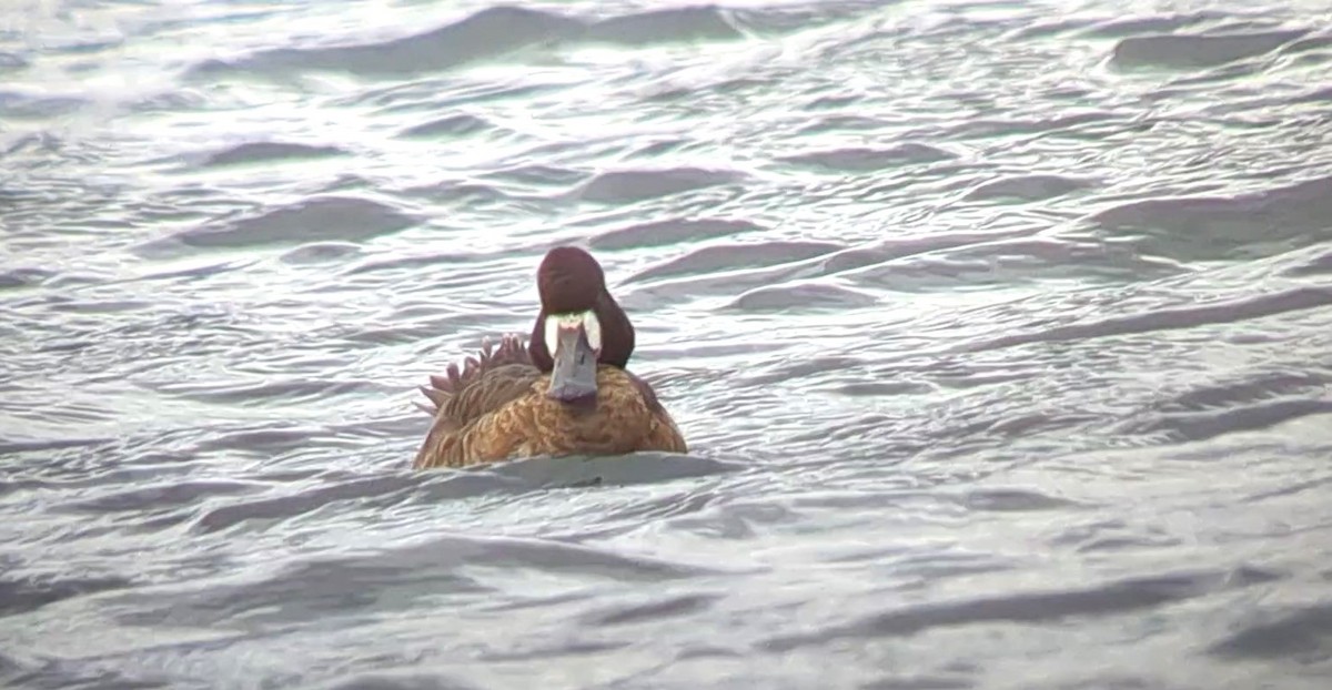 Greater Scaup - ML551629261