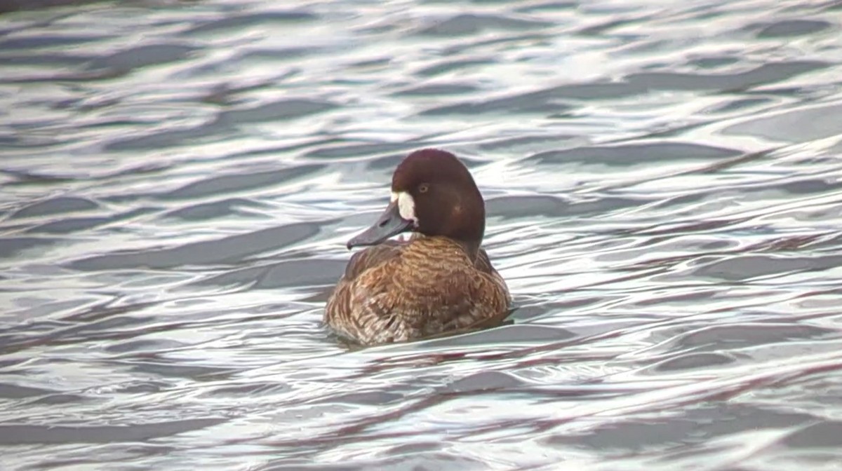 Greater Scaup - ML551629271