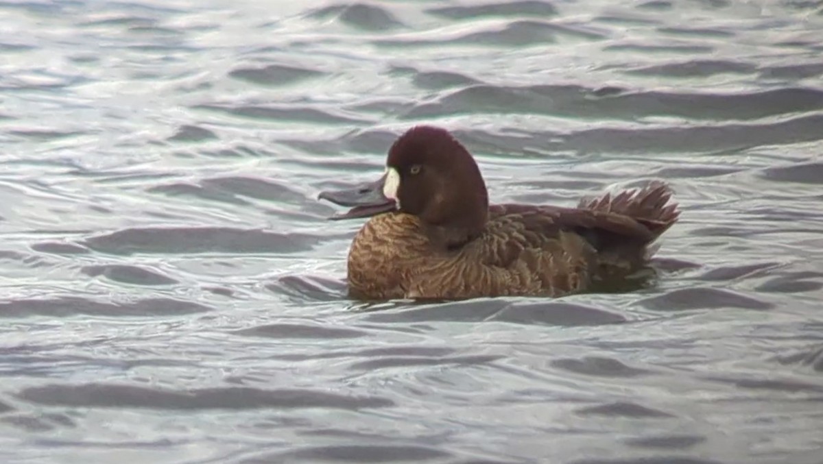 Greater Scaup - ML551629501