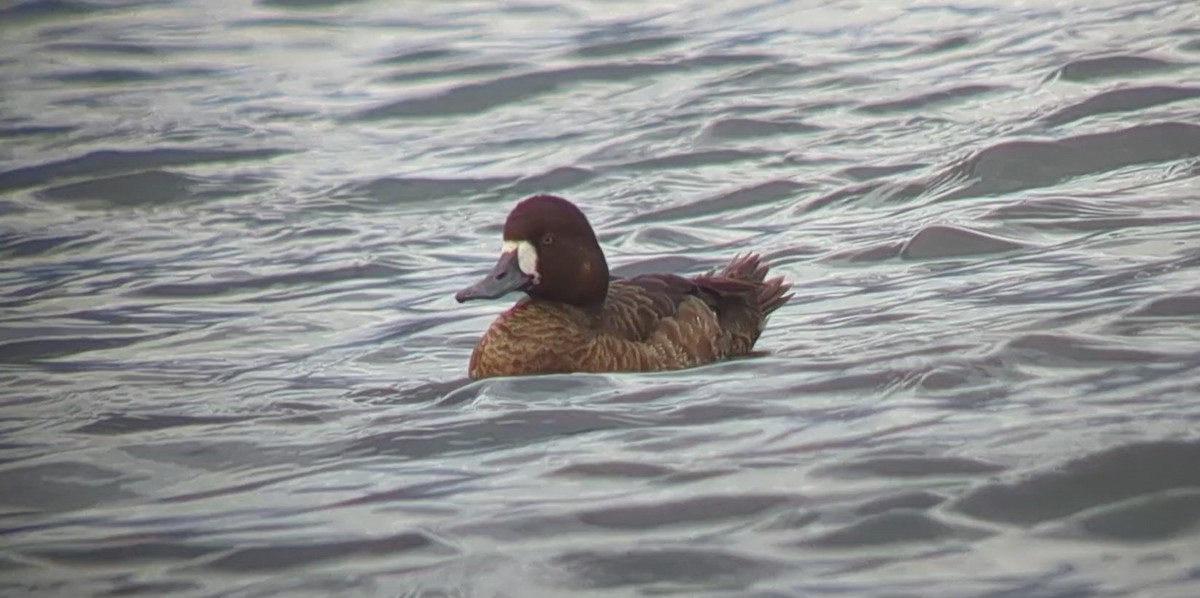 Greater Scaup - ML551629521