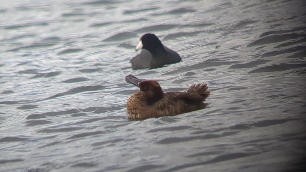 Greater Scaup - ML551629551