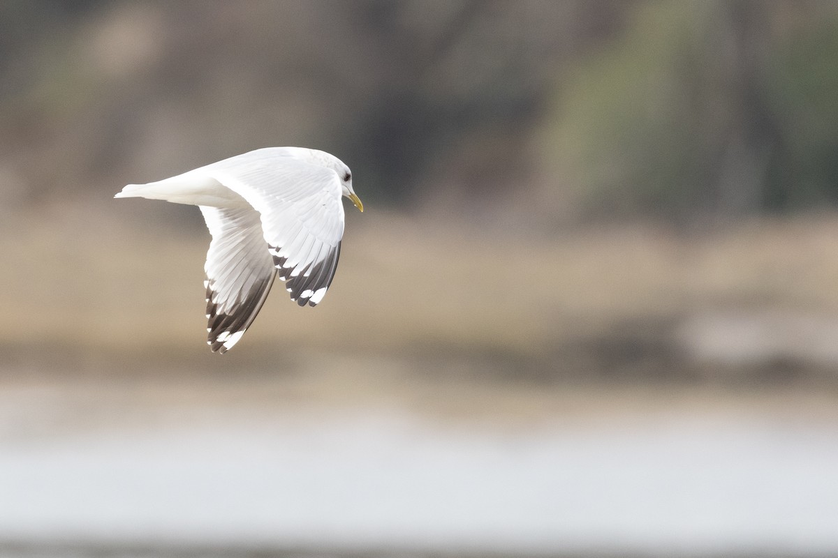 Short-billed Gull - Liam Hutcheson