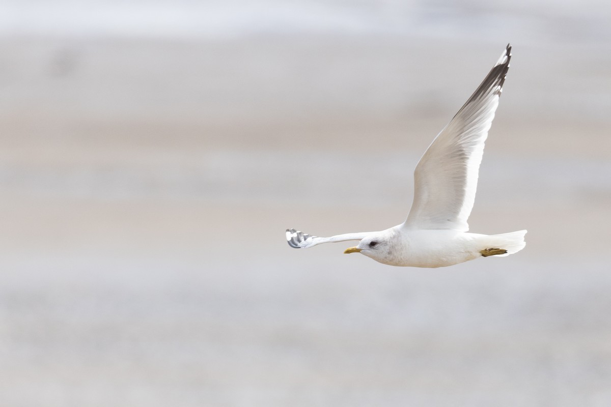 Short-billed Gull - Liam Hutcheson