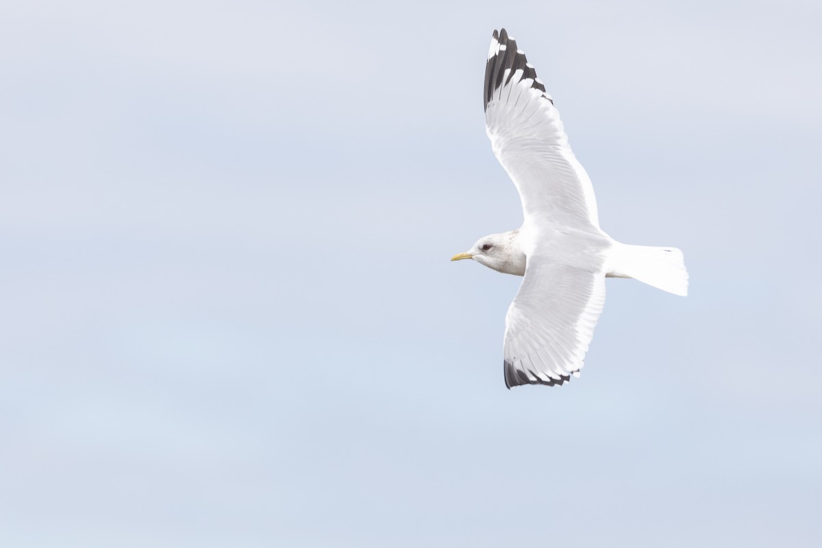 Short-billed Gull - Liam Hutcheson