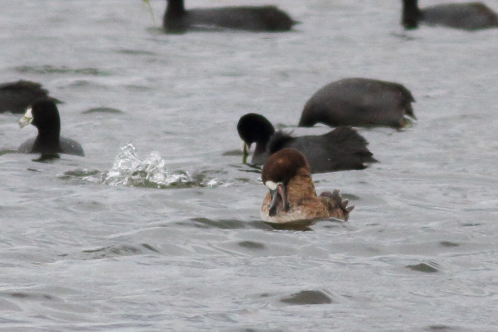 Greater Scaup - ML551630211