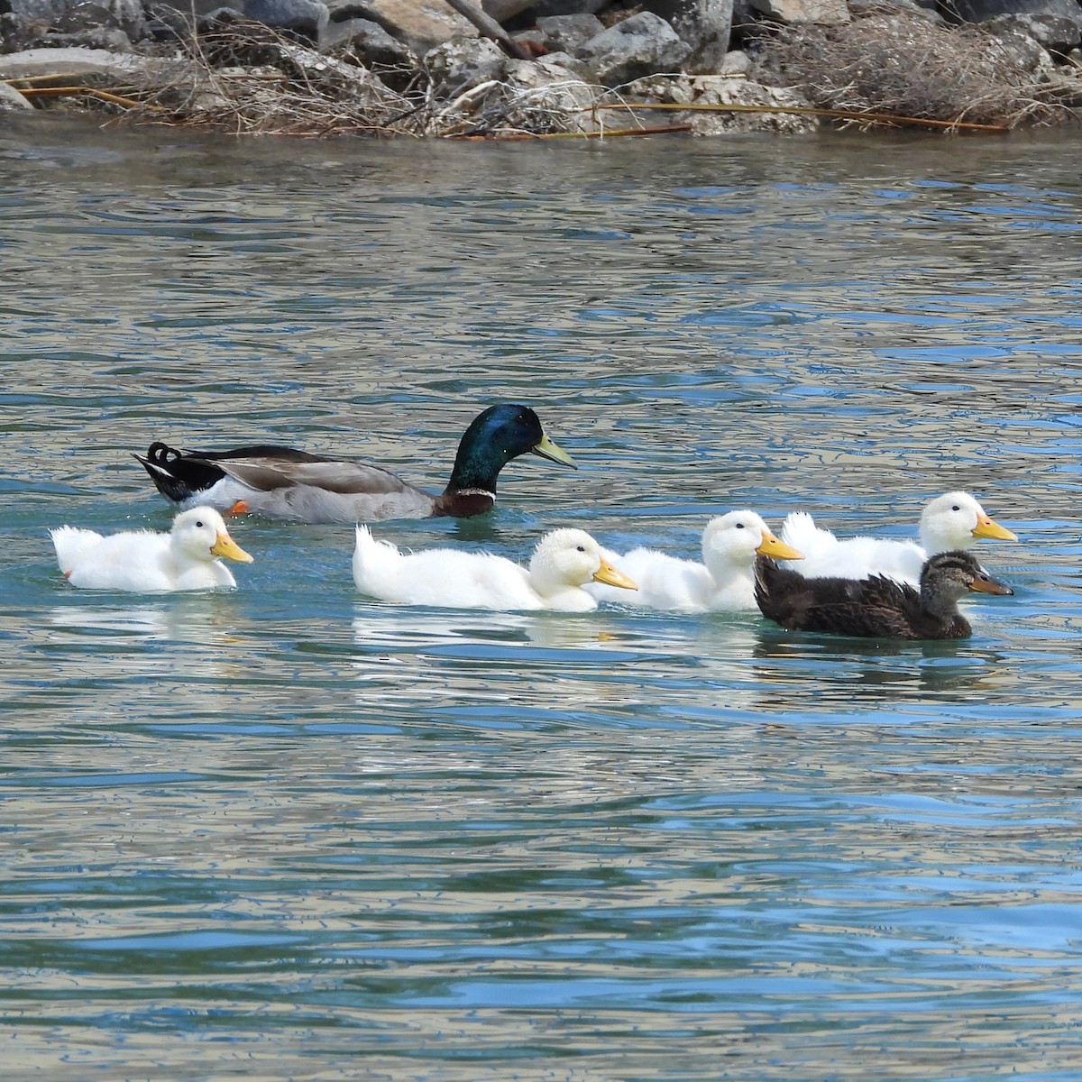 Canard colvert (forme domestique) - ML551631471