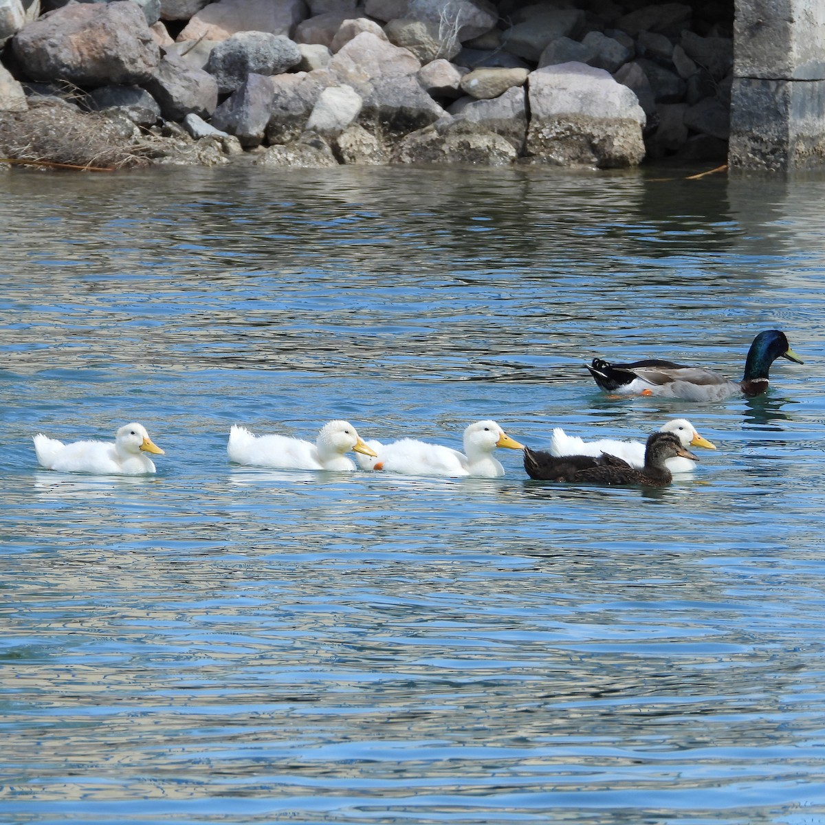 Mallard (Domestic type) - Mary Leigh