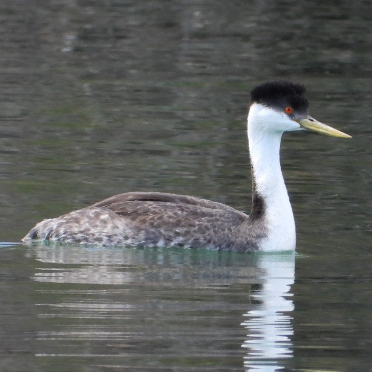 Western Grebe - Mary Leigh