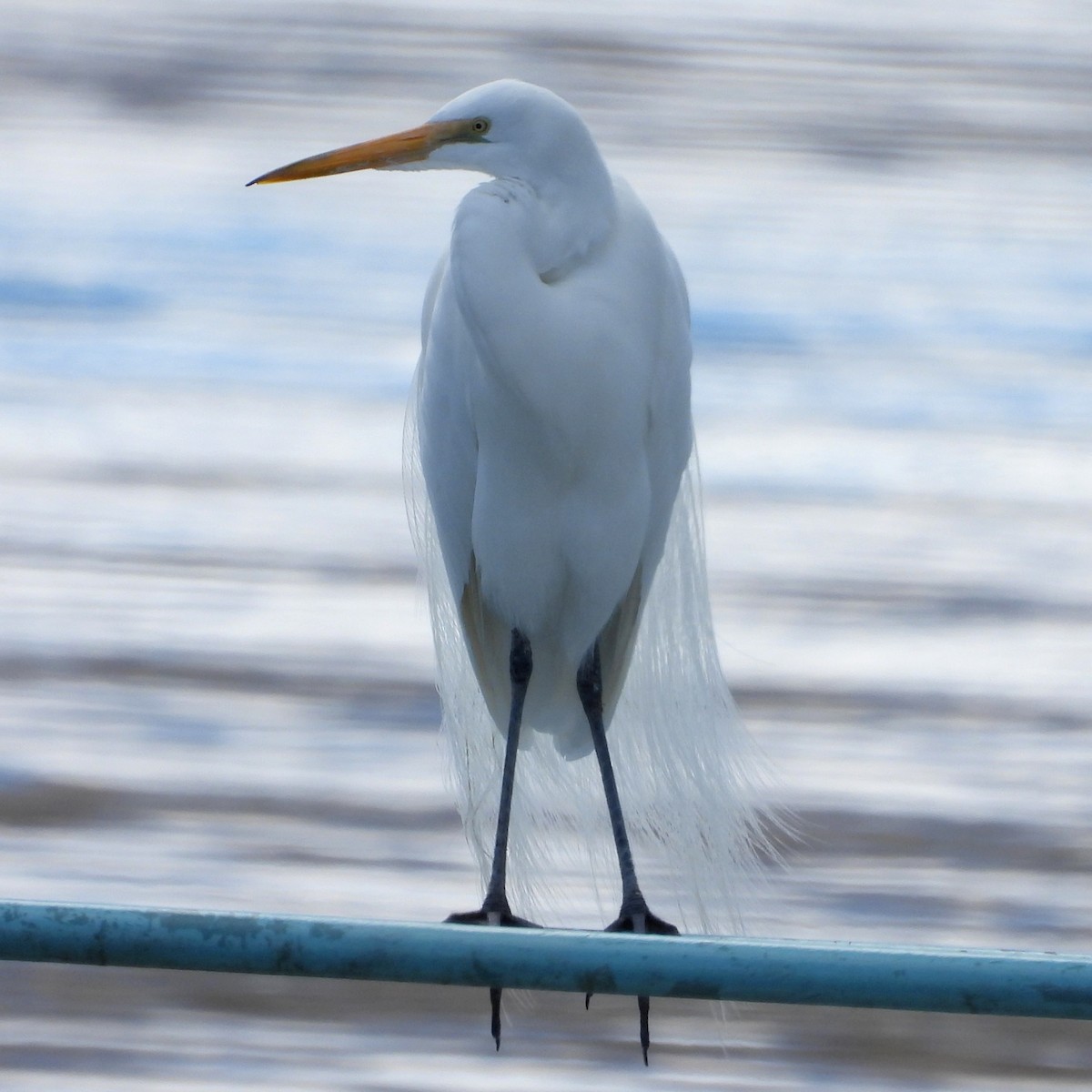 Great Egret - Mary Leigh
