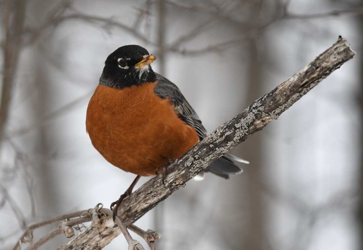 American Robin - jean pierre machet