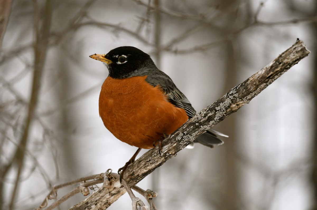 American Robin - jean pierre machet