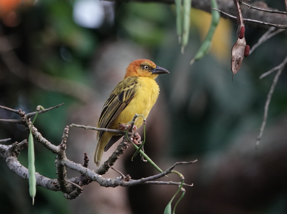 Principe Golden-Weaver - ML551633441