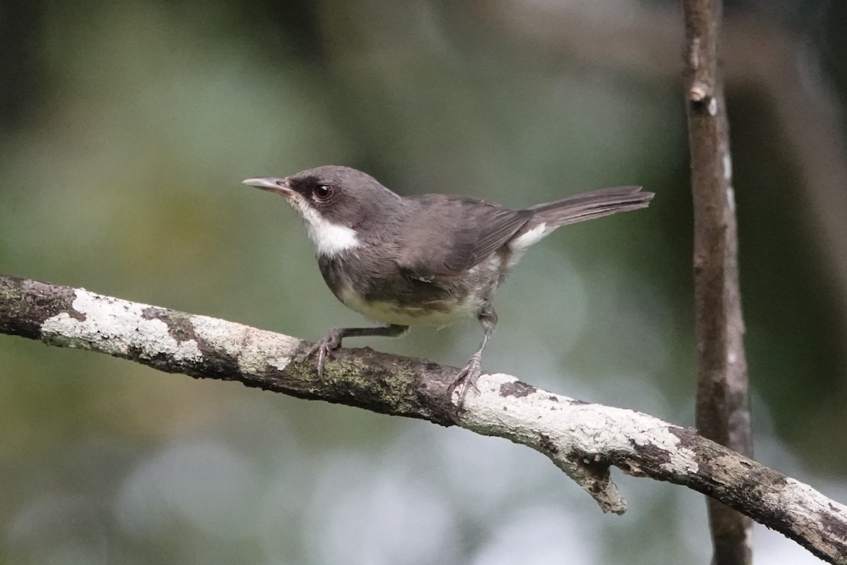 Dohrn's Thrush-Babbler - ML551633491