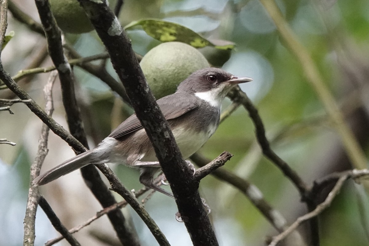 Dohrn's Thrush-Babbler - ML551633501