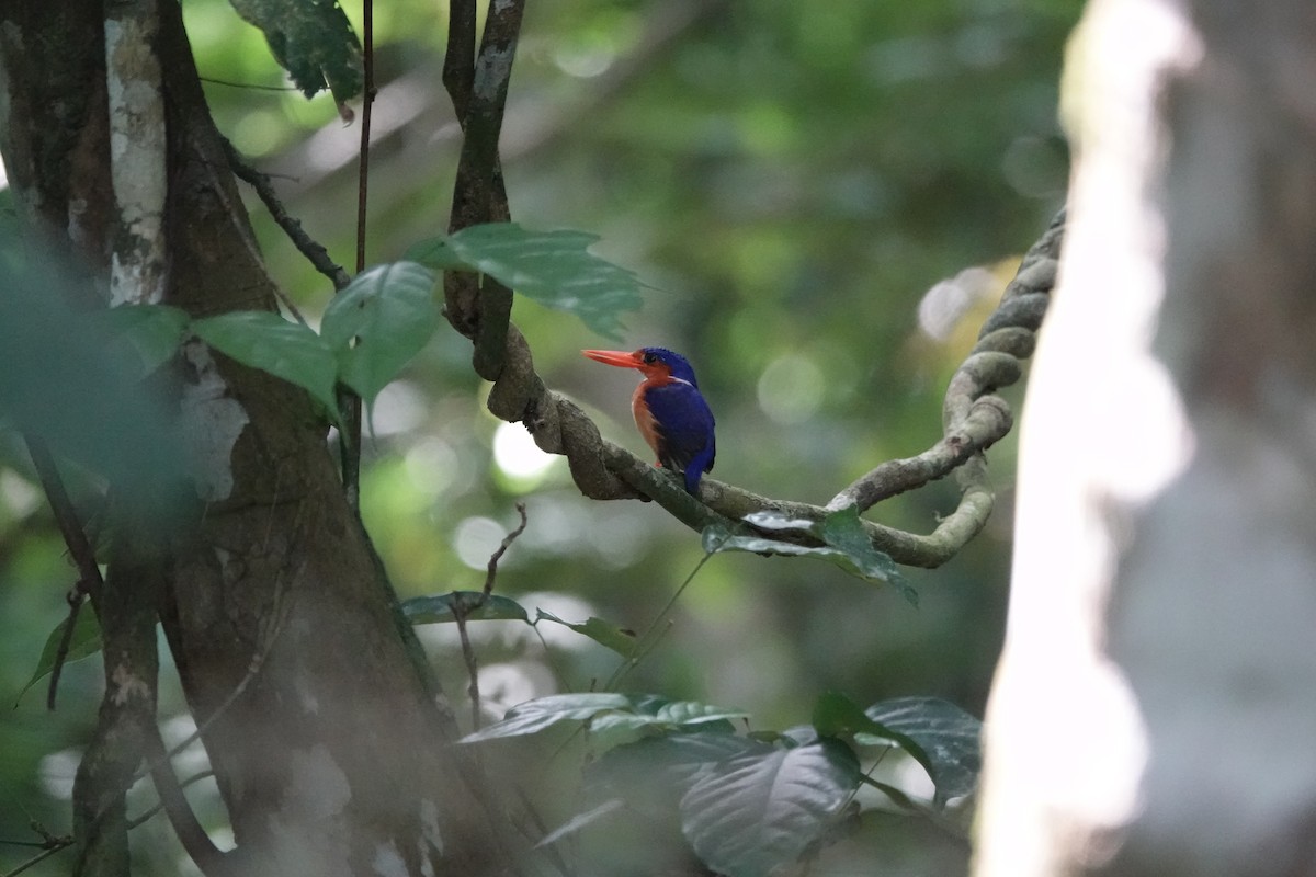 Malachite Kingfisher (Principe) - ML551633981