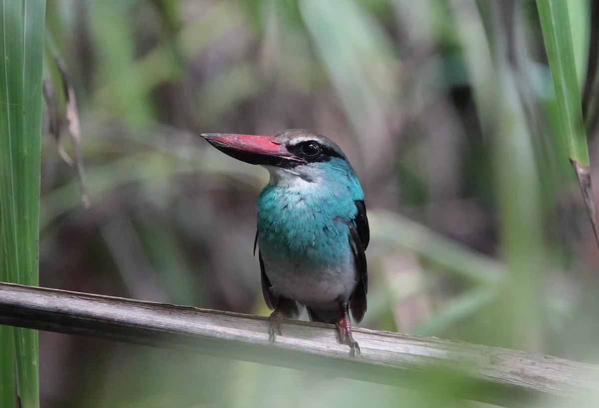 Martin-chasseur à poitrine bleue - ML551634041