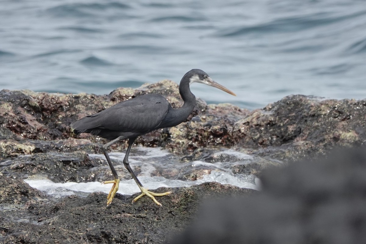 Western Reef-Heron - Steve Kornfeld