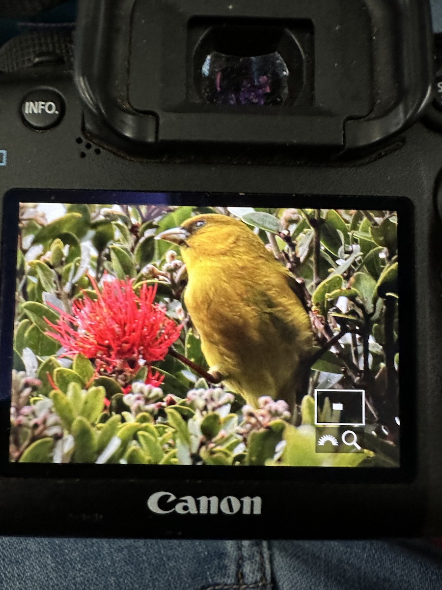 Kauai-Akepakleidervogel - ML551634591