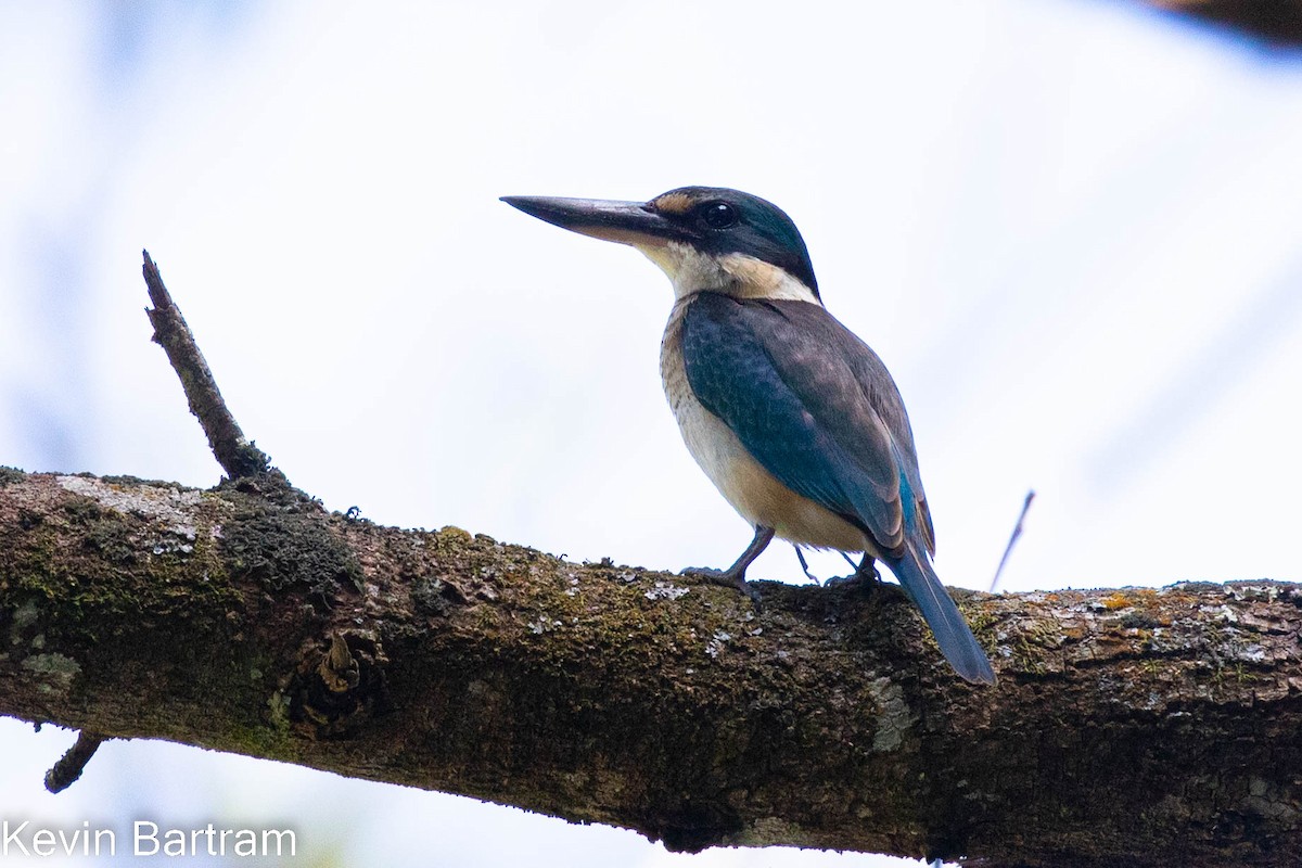 Sacred Kingfisher - Kevin Bartram