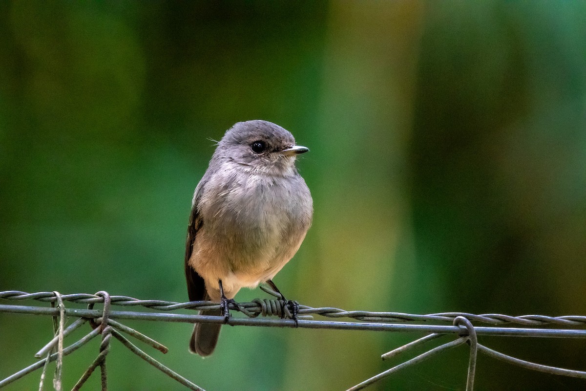 African Dusky Flycatcher - ML551635331