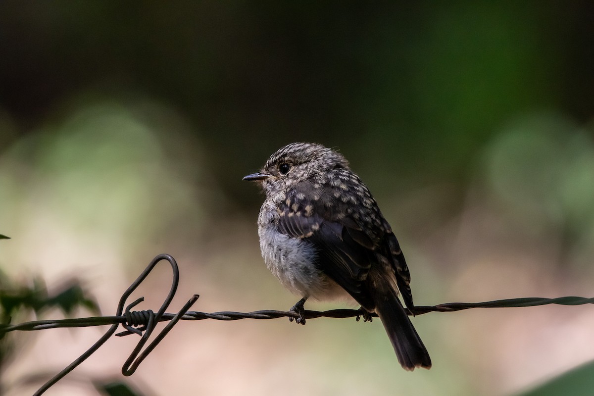 African Dusky Flycatcher - ML551635351