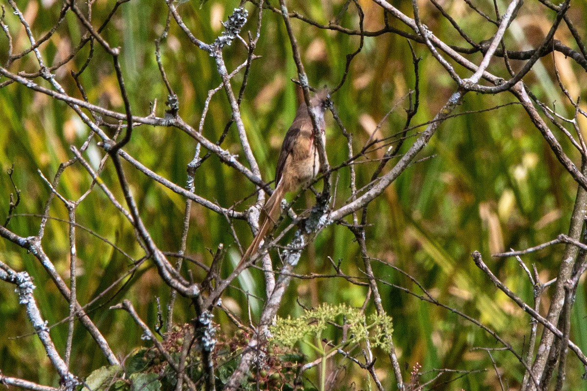 Speckled Mousebird - ML551635451