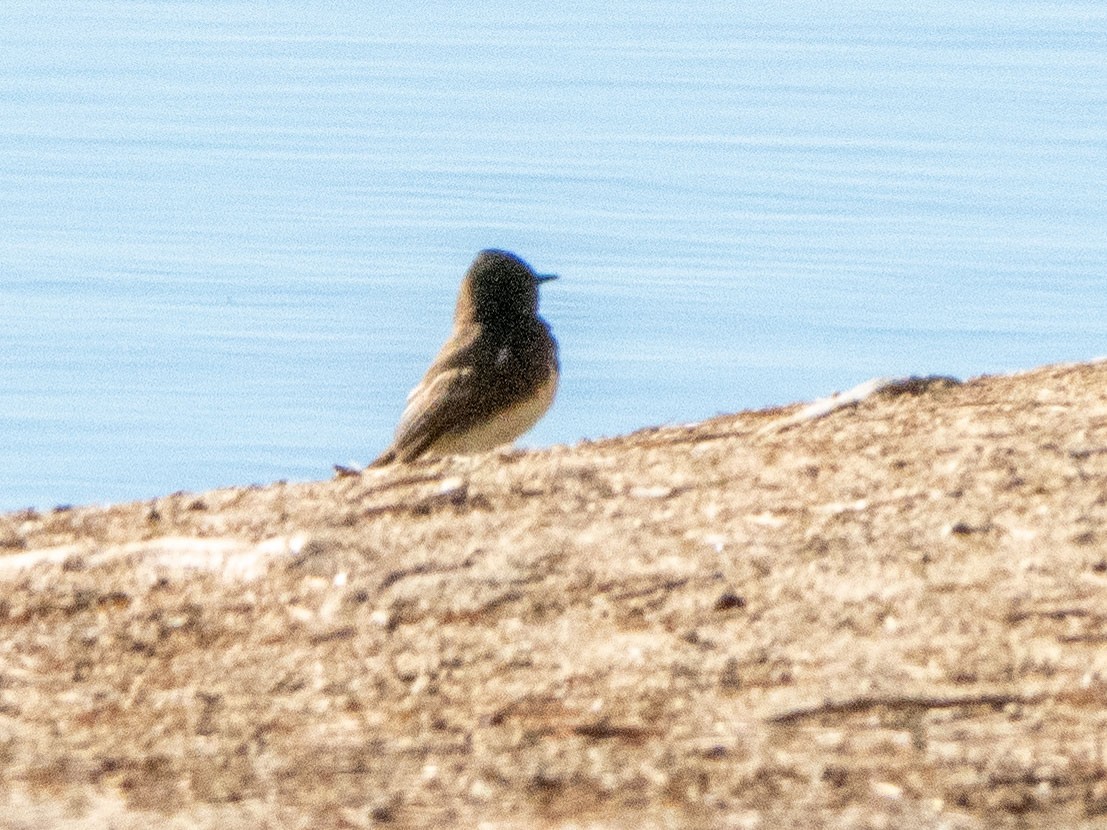 Black Phoebe - ML551636181