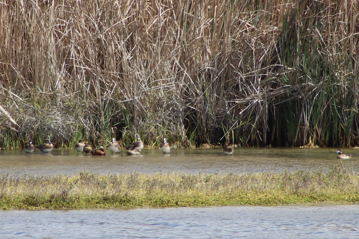 Cinnamon Teal - ML551636641