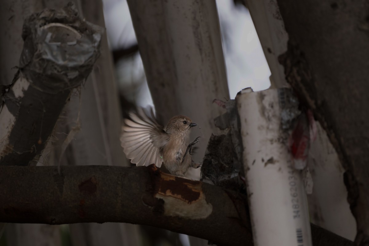 Bushtit - ML551636981