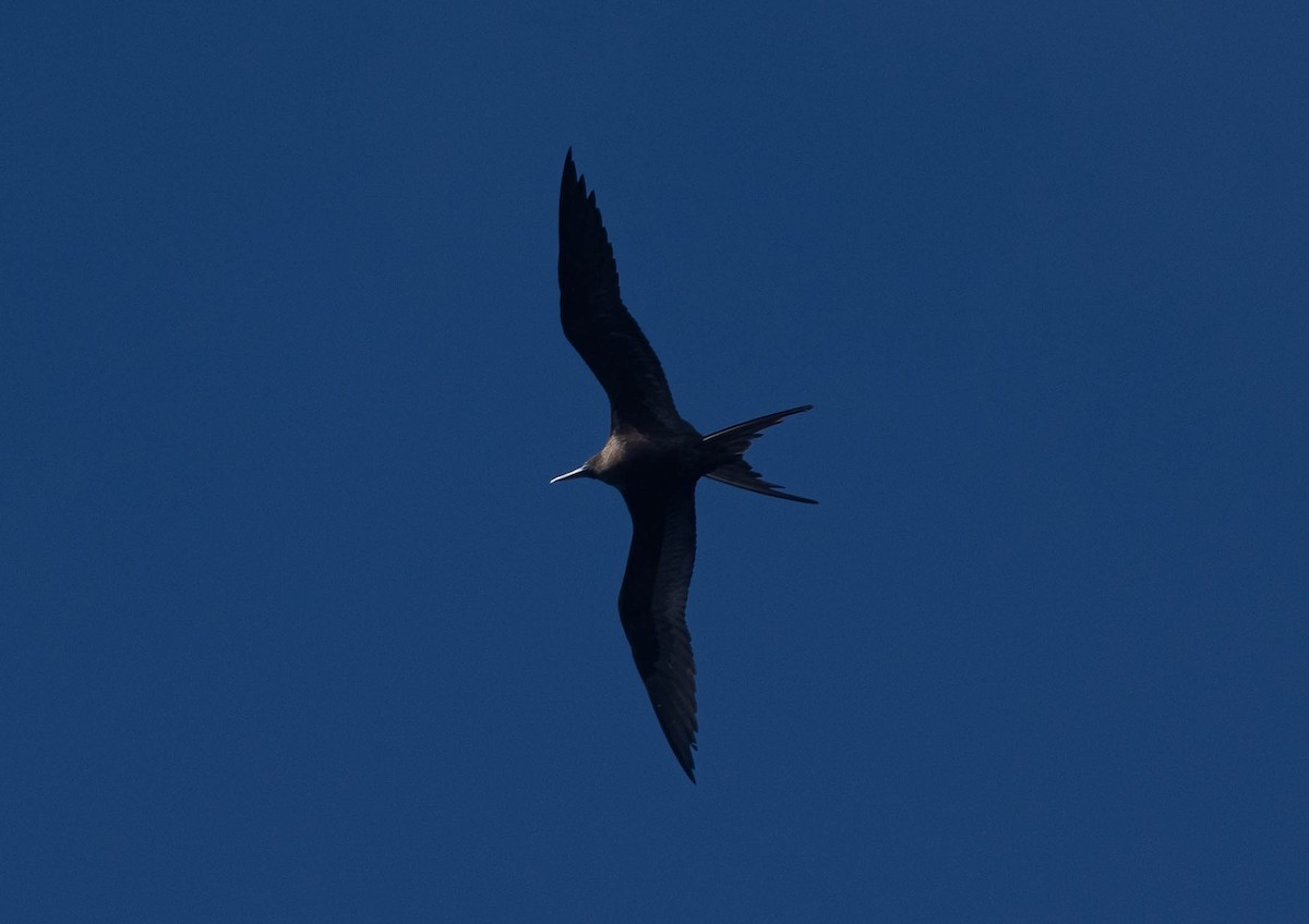 Ascension Frigatebird - Santiago Imberti