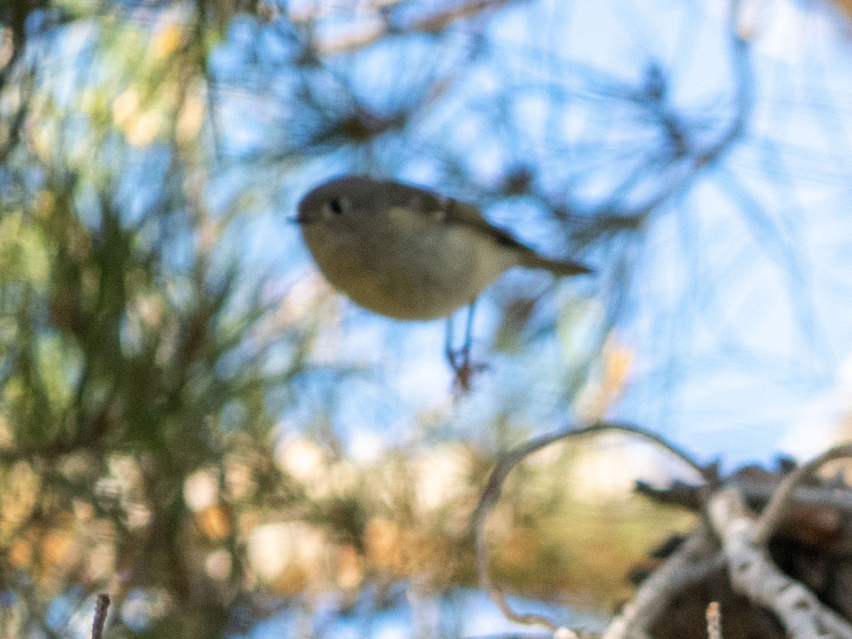 Ruby-crowned Kinglet - ML551637521