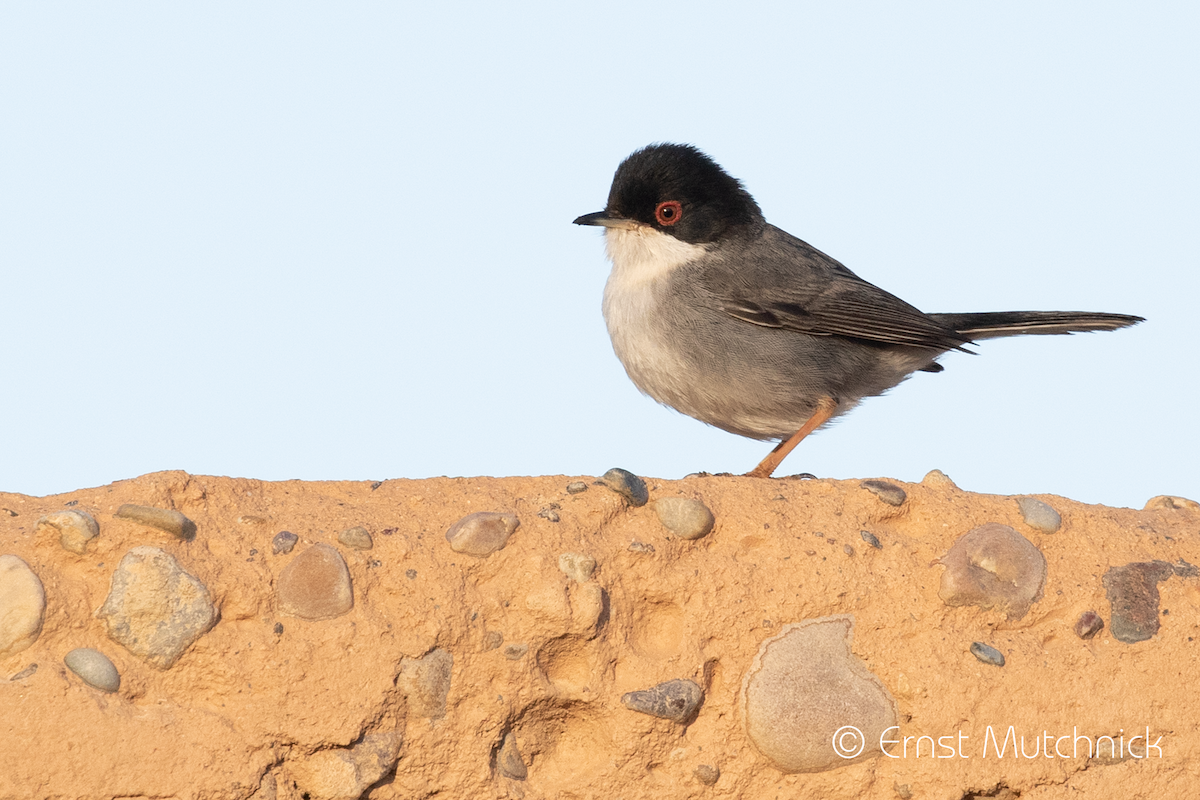 Sardinian Warbler - Ernst Mutchnick