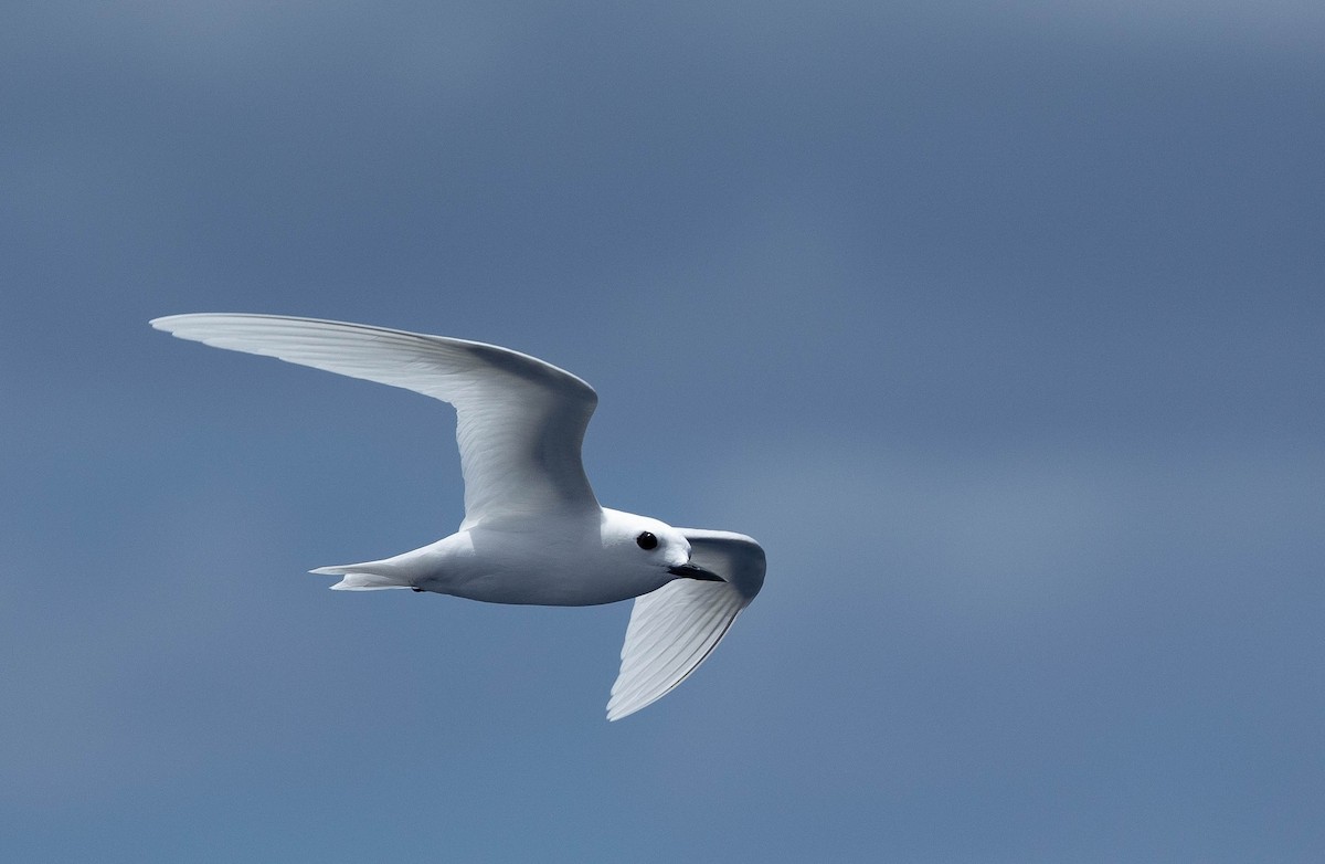 White Tern (Atlantic) - Santiago Imberti