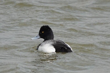 Lesser Scaup - ML551638731