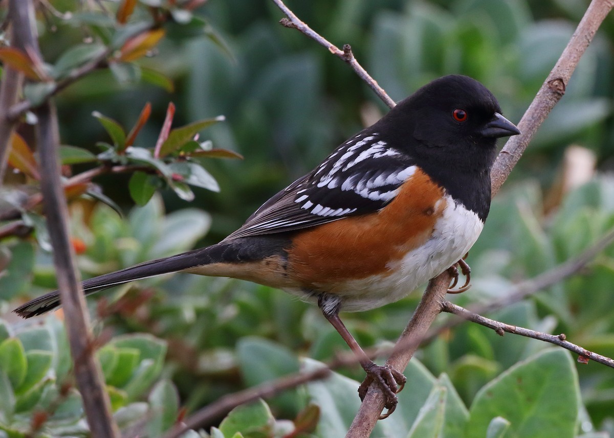 Spotted Towhee - ML551639101