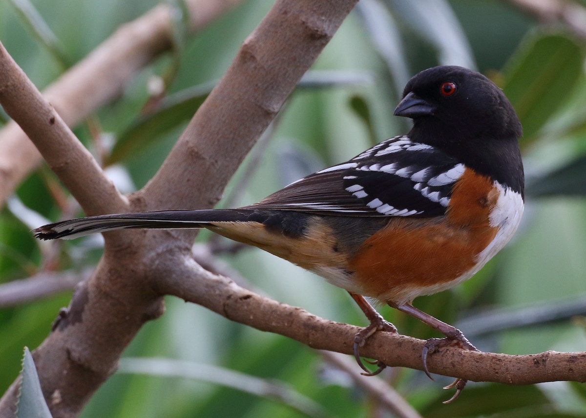 Spotted Towhee - ML551639201