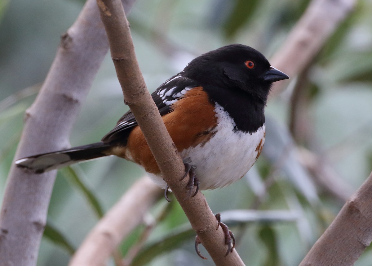 Spotted Towhee - ML551639251