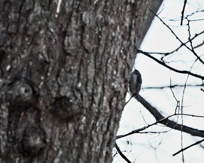 Brown Creeper - ML551640011