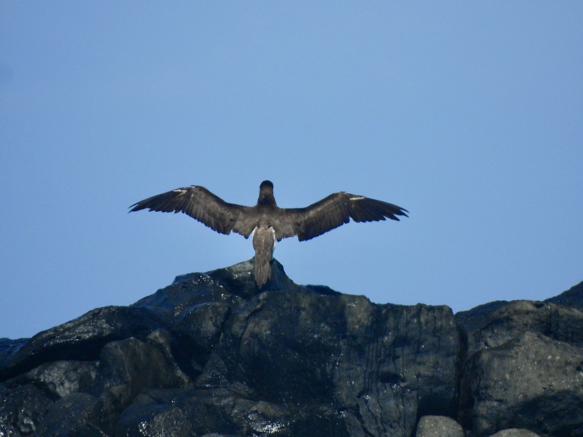 Brown Booby - ML551642101